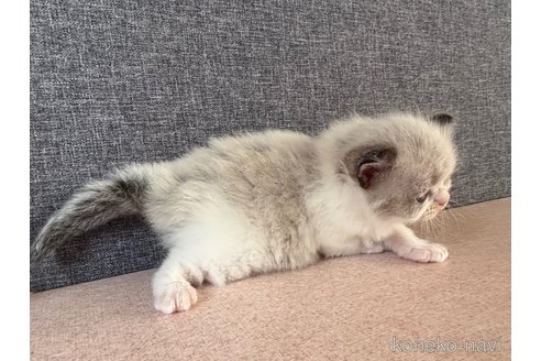 販売中の千葉県のラグドール-120517の3枚目